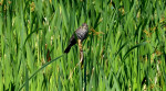 Redwinged blackbird, vrouwtje